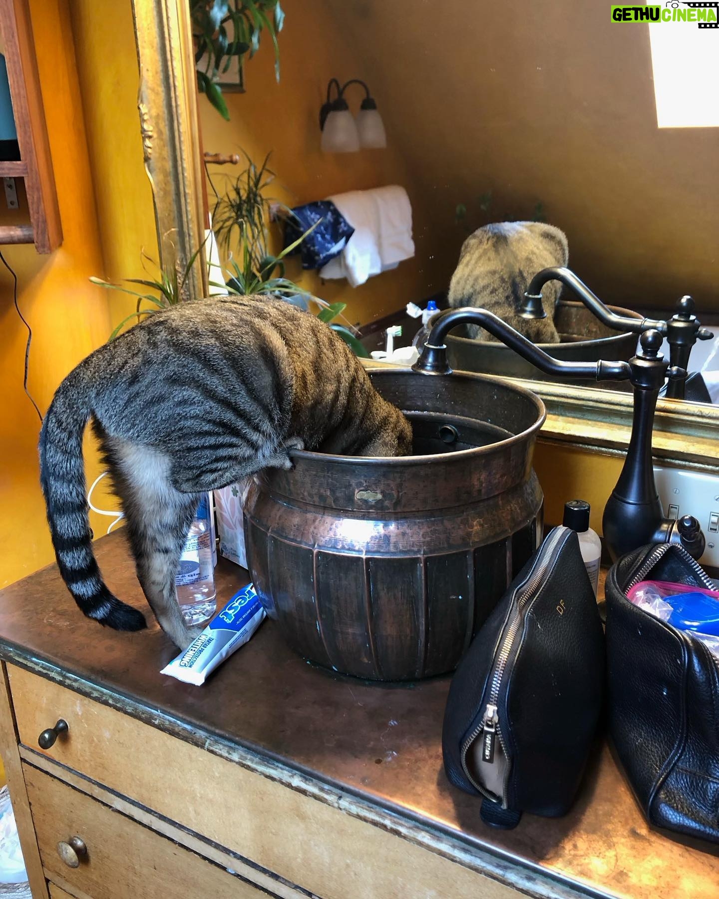 Alison Brie Instagram - When we shoot on location…the whole family comes with 😼😸 #portland (#SomebodyIUsedToKnow now streaming on @primevideo)