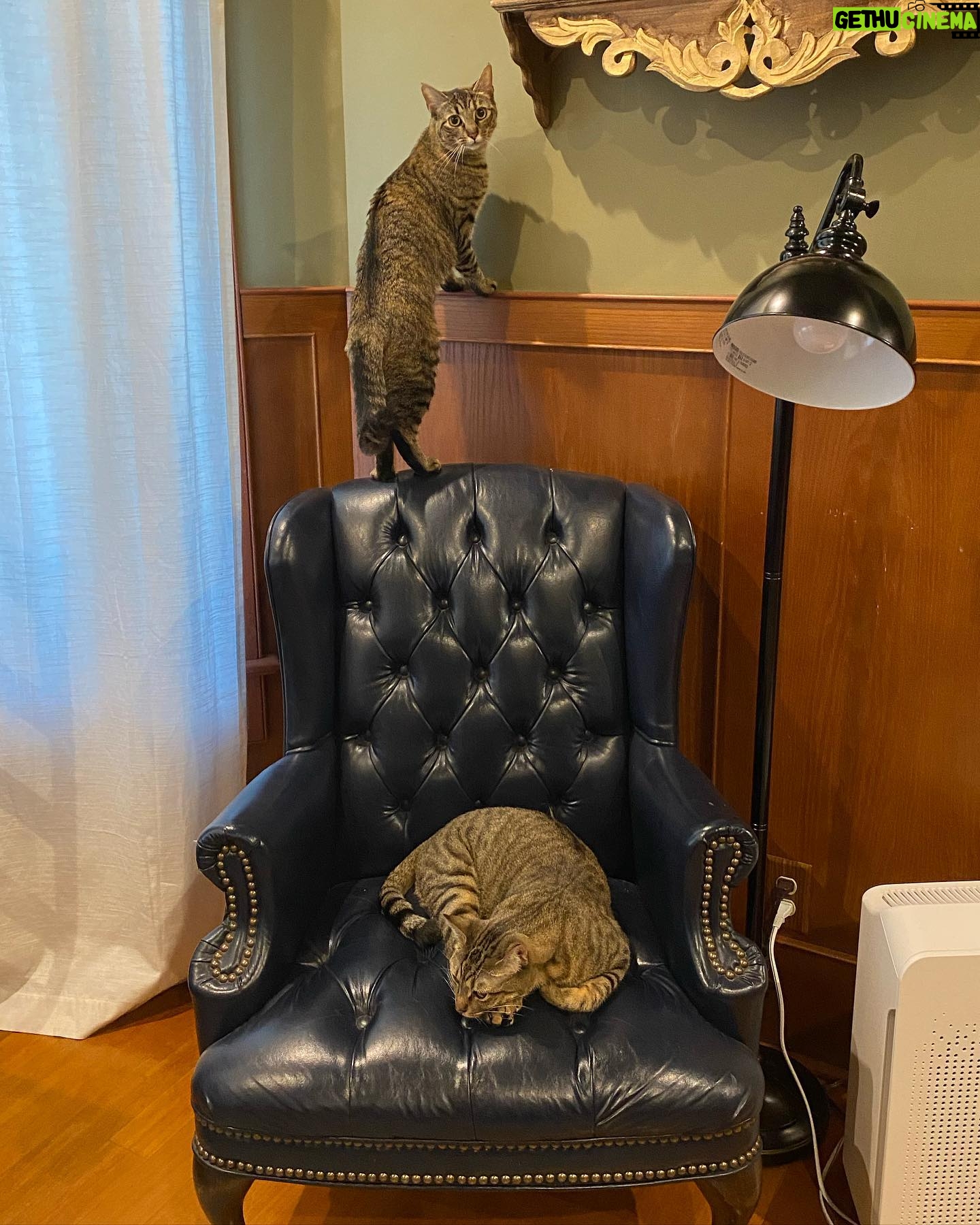 Alison Brie Instagram - When we shoot on location…the whole family comes with 😼😸 #portland (#SomebodyIUsedToKnow now streaming on @primevideo)