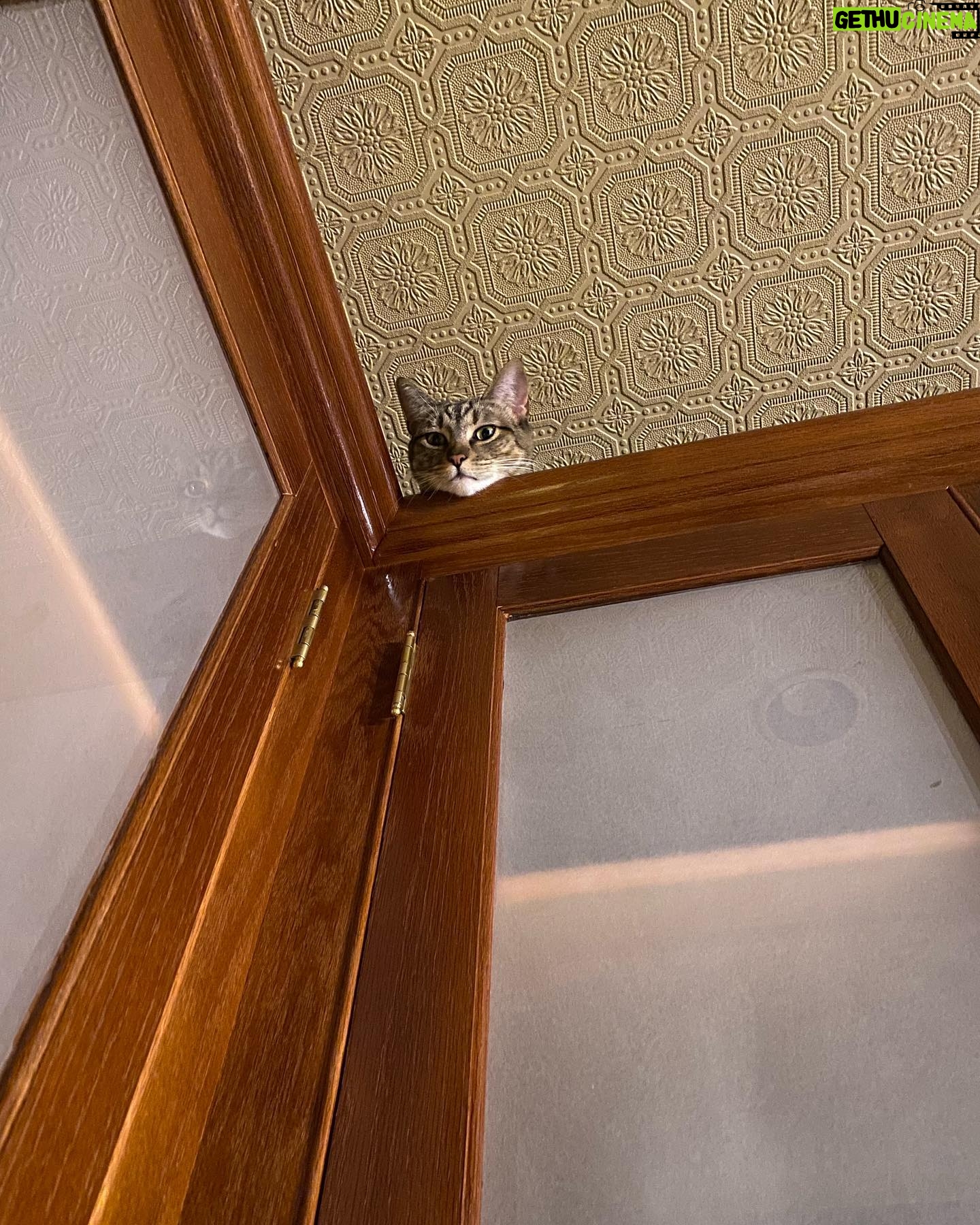 Alison Brie Instagram - When we shoot on location…the whole family comes with 😼😸 #portland (#SomebodyIUsedToKnow now streaming on @primevideo)