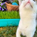 Alison Mandel Instagram - Pocas marcas con las que he trabajado han dejado una huella 🐾 en mi corazón, en general son solo marcas que vienen y van. Pero @mastercatchile desde que los conozco que están en pro de los gatitos de @fundacion_adopta y (aunque no me pidieron que hiciera este ril) quería dejarlo plasmado acá. Hoy nuevamente están en @gatofestchile y con una misión más que hermosa; Están a cargo de la construcción de un santuario de gatitos 🐈‍⬛ (que se hará en isla negra, para los gatitos de @santuarioemilia) con material reciclado de tus envases de comida Mastercat. En el cortó plazo Más de 100 animales se verán beneficiados por esta gestión y en el largo plazo será una rotativa gigantesca. Mi amiga hermosa Pamela creadora de @fundacion_adopta @lagatahoracia y @santuarioemilia ha rescatado, re ubicado, esterilizado y castrado a más de 5000 gatitos y es imparable en la ayuda animal. Así que este posteo es solo se agradecimiento y admiración para ella, para Juan Calamares y para quienes trabajan en Mastercat. Muchas veces nos quejamos y poco hacemos con respecto a los animales pero no todo es desolador cuando ves que hay gente que si lo hace. Te invito a @gatofestchile yo acabo de volver y me compré todo lo que pillé 🫢 desde ilustraciones hermosas, hasta guateros de semilla. Casi vuelvo con un gatito nuevo 🐈‍⬛ es que hay un Morgan esperando que lo adopten, pero cómo yo ya teno mi gatito negro ahí se quedó esperando por ti 🐾 Que tengan un hermoso Domingo 🩷