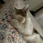 Alison Mandel Instagram - Dump de estos días (dump significa compartir imágenes aleatoriamente de tu galería sin necesidad que tengan relación entre sí) 1- ese día mi pelo andaba boni 2- Mi Anita que no es mi favorita (pero si es mi favorita) 3- @lollapaloozacl con @eucerincl 😂☀️🩷😻😍 que andaban repartiendo protector solar por todas partes ☀️☀️☀️ pondría que es #publicidad pero en realidad andaba en Lolla con mi foto 4 @danilirad protegida con Eucerin ☀️🩷 viendo al artista de la foto 5 🙌🏻 @dj_acres 6- se aman y se odian aiuuuda 7- Andaba boni insisto 8- Repetí la tenida 9- Pokémon Azoka 10- Una hermosa torta con mucho colorante 💙