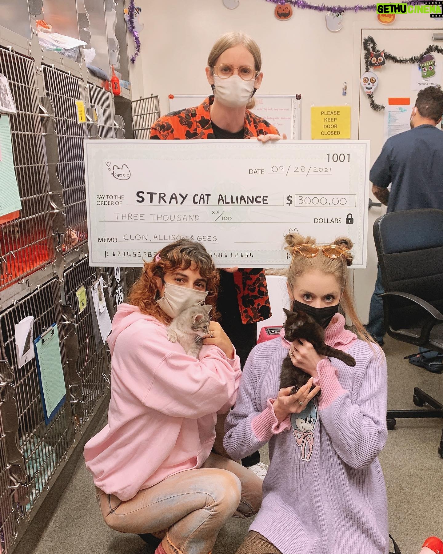 Allison Harvard Instagram - yesterday we donated $3000 to the @straycatalliance ♥️ They are such a wonderful organization and I can't wait to adopt my own ♥️ Go follow them!