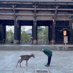 Allison Harvard Instagram - Our day with the deer. 🦌 #nara