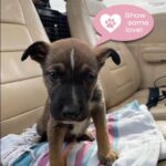 Allison Janney Instagram - Happy Valentine’s Day! Please help @ameliaairrescue out if you can RP• @ameliaairrescue This Valentine’s Day, show us some love! We’re working harder than ever to help shelter pets in need - so we’re hoping to raise $3,000 to offset our biggest month of rescues yet. It may be Valentine’s Day, but we need to stay out of the red! 🌹🐾💖 Please donate at the link in bio to help support our first vet clinic of 2023, taking place tomorrow on Valentine’s Day, and our second international mission, which is planned for the weekend after! Plus, our east coast team just completed our biggest rescue flight to date, rescuing 52 mamas & puppies from Mississippi! ✈️💘 We are operated solely by volunteers so 100% of your donation goes directly to flying shelter pets at risk of euthanasia. Thank you so much for supporting our Valentine’s Day donation drive! 💕🐾💝