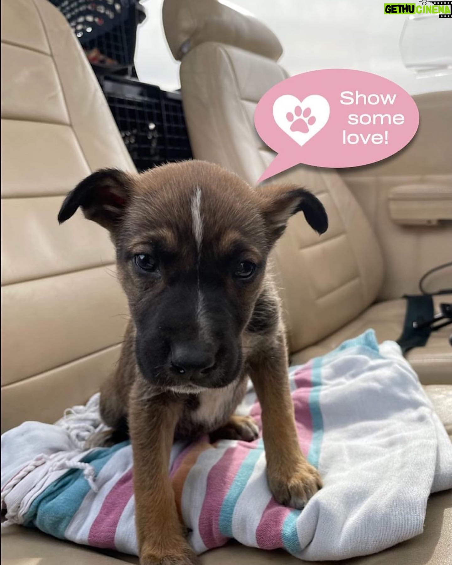 Allison Janney Instagram - Happy Valentine’s Day! Please help @ameliaairrescue out if you can RP• @ameliaairrescue This Valentine’s Day, show us some love! We’re working harder than ever to help shelter pets in need - so we’re hoping to raise $3,000 to offset our biggest month of rescues yet. It may be Valentine’s Day, but we need to stay out of the red! 🌹🐾💖 Please donate at the link in bio to help support our first vet clinic of 2023, taking place tomorrow on Valentine’s Day, and our second international mission, which is planned for the weekend after! Plus, our east coast team just completed our biggest rescue flight to date, rescuing 52 mamas & puppies from Mississippi! ✈️💘 We are operated solely by volunteers so 100% of your donation goes directly to flying shelter pets at risk of euthanasia. Thank you so much for supporting our Valentine’s Day donation drive! 💕🐾💝