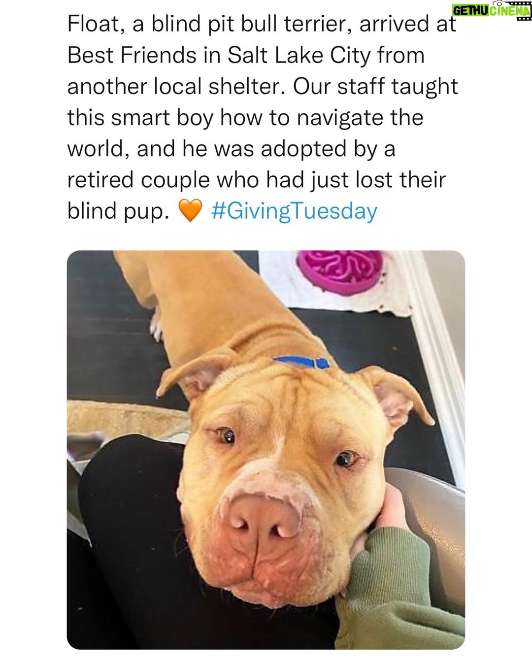 Allison Janney Instagram - @bestrfriendsanimalsociety is working with over 3,900 shelters and rescue groups to increase pet adoptions and save lives. This Giving Tuesday, please support their work by making a donation to Best Friends or your local animal shelter or rescue group. Thank you! #givingtuesday