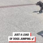 Allison Janney Instagram - Jumping into the weekend😄!!! #dogs #dogsofinstagram #tgif
