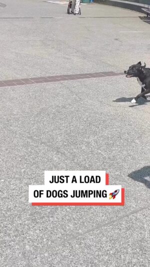 Allison Janney Instagram - Jumping into the weekend😄!!! 

#dogs #dogsofinstagram #tgif