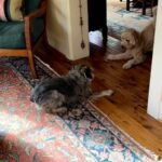 Allison Janney Instagram - These two again😂…they love to live on the verge of playing together🤣!! @indigorosethedoodle