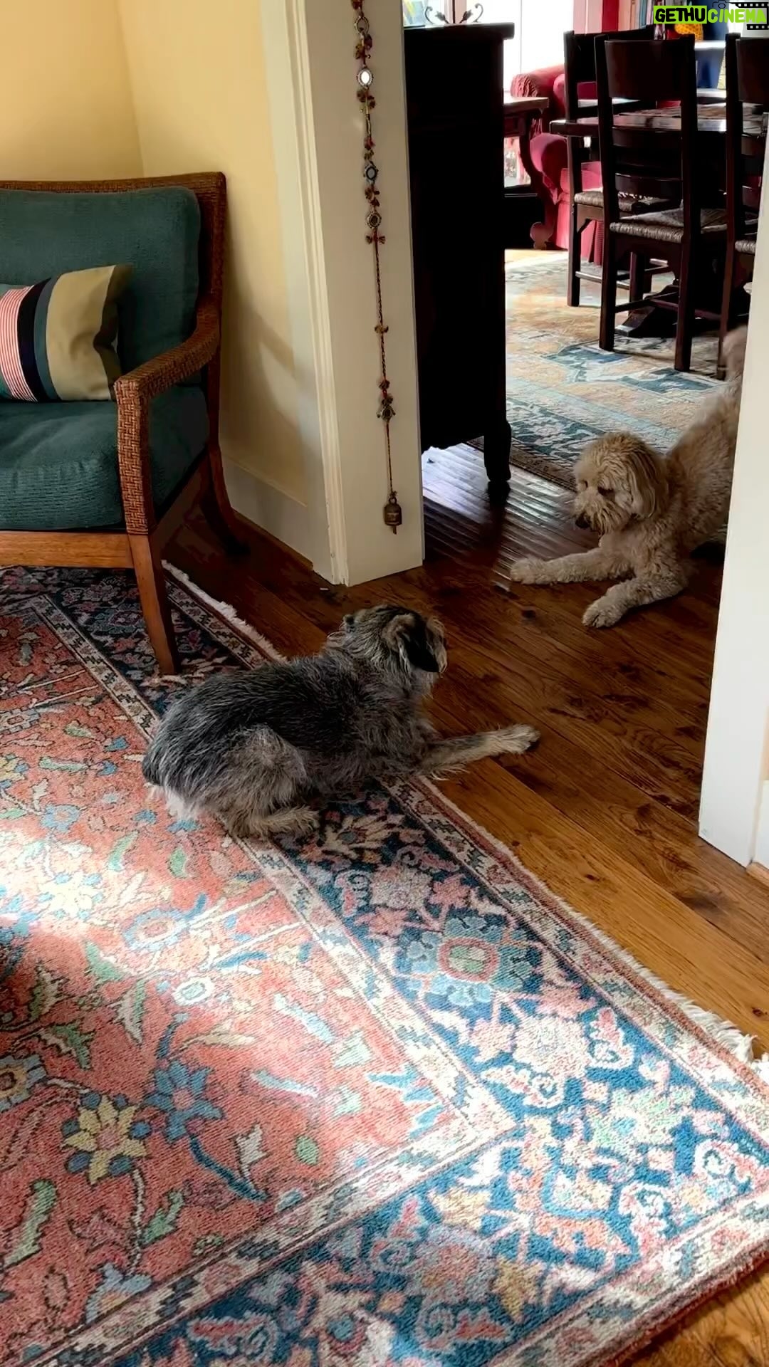 Allison Janney Instagram - These two againšā¦they love to live on the verge of playing togetherš¤£!! @indigorosethedoodle