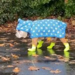 Allison Janney Instagram – He’s making my rainy drizzley day better😂 

@kingmajesty_and_princessrose