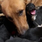 Allison Janney Instagram – Sometimes animal rescue breaks hearts… and sometimes it makes them whole again. 

Amelia Air’s biggest day of missions to date concluded with an emergency flight for 11 orphaned puppies… you’ll want to watch til the end to see how this one turned out💙