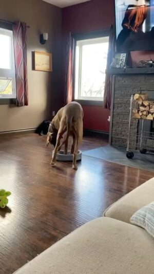 Allison Janney Instagram - I can relate, Sasha😂

📹 @firstwatson