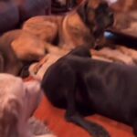 Allison Janney Instagram - My life…Even getting up to get the clicker😂 credit: @thegoodhypeofficial • #bernesemountaindog #greatdane #germanshepherd #goldenretriever #greatpyrenees #englishmastiff #gsd #dogsofinstagram #thegoodhype #rescuedog #shelterdog