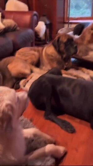 Allison Janney Instagram - My life…Even getting up to get the clicker😂
credit: @thegoodhypeofficial

•

#bernesemountaindog #greatdane #germanshepherd #goldenretriever #greatpyrenees #englishmastiff #gsd #dogsofinstagram #thegoodhype #rescuedog #shelterdog