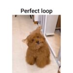 Allison Janney Instagram - Starting the weekend off with a 😂 #Lol #doggo #tgif #weekend