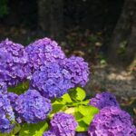 Amanda Chou Instagram - / 剛好遇到了繡球花季 逛逛美麗的花園 對於愛花之人感到特別興奮呀🌼 OOTD @majeparis #MajeParis #MajeGirls #MajeSS24