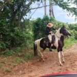 Amanda Nunes Instagram – 🐎 Foi bão demais da conta 🐎 This is my life 🐎  #montaria #pojuca 🇧🇷 @fazendalagoaverde