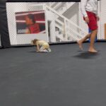 Amanda Nunes Instagram - 🤼‍♀️ @raeganannnunes #wrestling