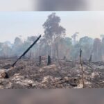 Amanda de Godoi Instagram – The Amazon rainforest is being destroyed. Losing the forest is a threat to biodiversity, the lives of Indigenous Peoples and traditional communities and to the global climate. @amandadegodoi shows more from her recent trip to the Amazon.