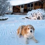 Amber Marshall Instagram – ❄️A fresh snow blankets our cozy home just in time for Christmas. I love our little log cabin, especially this time of year. ❤️🏠🎄 

#AmbersDogAutumn 
#ChristmasCabin
#LogCabin
#HomeSweetHome