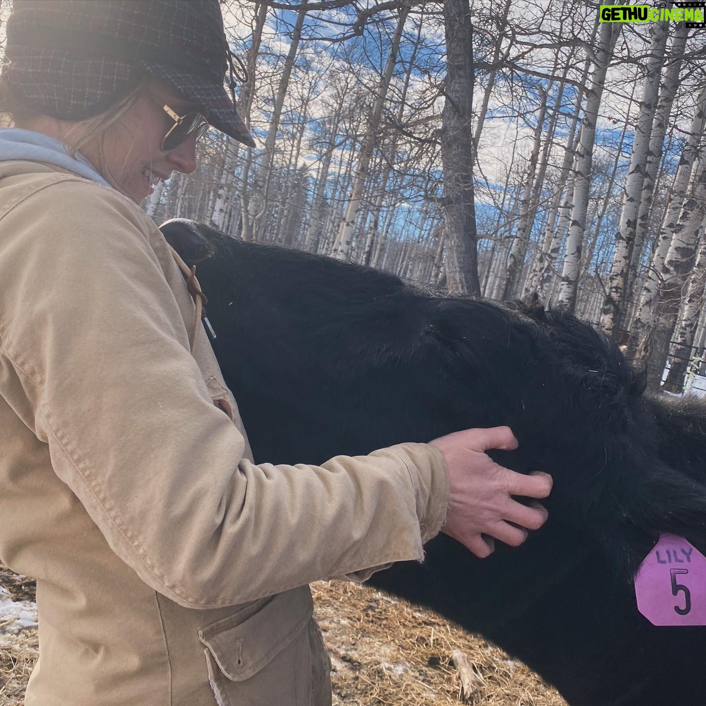 Amber Marshall Instagram - Just some Saturday snuggles…. ❤️ Thanks Shay for taking these and for giving lots of snuggles to my big furry pup. I do believe cows give some of the best large animal cuddles of all. Especially #AmbersCowLily 🐮 📸 credit: @cashthequarterhorse and moi