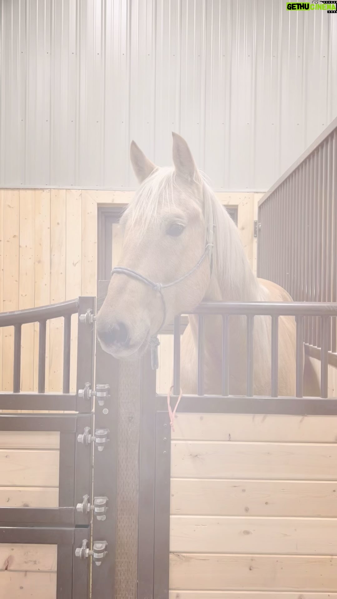 Amber Marshall Instagram - Farrier day on the farm always brings some smiles… and lots of dog cuddles. 🐶❤️ #FarrierFriday #AmbersDogAutumn #AmbersDogRein #MarksDogSally