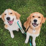Amber Marshall Instagram - Two months ago, my friend Katie and I went on an adventure together. Little did we know at the time how much this trip would change our lives. We headed to Northern B.C. where we met up with an enthusiastic and incredibly selfless group of women from the Canadian Animal Assistance Team. Over the next 3 days, Katie and I and this power-team spayed over 100 dogs and cats in a remote area where overpopulation of homeless animals was starting to take a toll.   That’s when we met two incredible furry sisters, who at 6 months of age had already lived quite the life. These stray pups were so gentle and kind in nature, but also fearful and shy. Katie and I knew we couldn’t leave them behind to a future life on the street. By the end of our journey these lucky pups had a new place to call home. Autumn stayed with me, and Desi went with the kindest human I have ever known.   Katie started to notice something was different about Desi and began taking her to a specialist to find out what exactly was going on. She would call me with Desi news often, sometimes good, and sometimes not. It was soon found out that Desi had suffered a trauma early in her life (possibly from being hit by a car) that had caused severe organ damage. All the while Katie and I would talk about these two little angels that fell into our life exactly when we needed them most. Sadly, sweet Desi decided her time here was short and sweet, and peacefully slipped away one night in her sleep. In the 2 short months they had together this little stray found more love than most dogs would get in a full lifetime. I’m sending the biggest hugs to Katie and her family, who went above and beyond in helping this incredible soul.   We will all miss you Desi, but your life was so much larger than most, and we will not let your message be forgotten. ❤️   If you wish to donate to the life of Desi and help this from happening to other homeless pets, please consider donating to @caat_canada or your local animal shelter.   #CAAT #GivingTuesday @downtownkatiebrown @caat_canada