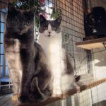 Amber Marshall Instagram – Happy #Caturday brought to you by #AmbersCatPaisley and #AmbersCatSwift 🐈‍⬛