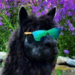 Amber Marshall Instagram - Many of you have been asking how my old alpaca Betty is doing. I knew she was on her last legs this past year and is it with a heavy heart I report she has finally made her way across the rainbow bridge. Betty was with us many years, and took great care of all the calves each spring. She would lay with them in the pasture, often seen grooming them, and keeping all safe from predators. I remember back to one harsh snowstorm when I went out in our big field searching for a younger calf that was missing. I found Betty laying out in the far corner of the 100 acre pasture, and underneath her hid the newborn calf, just his nose poking out from her snow covered body. She really was one of a kind and her presence will be greatly missed on the farm. #BettyTheAlpaca ❤️