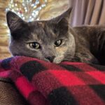 Amber Marshall Instagram – Newsletter Alert! 💌
Paisley wants you to check your inbox! 🐈⬛
#AmbersCatPaisley
