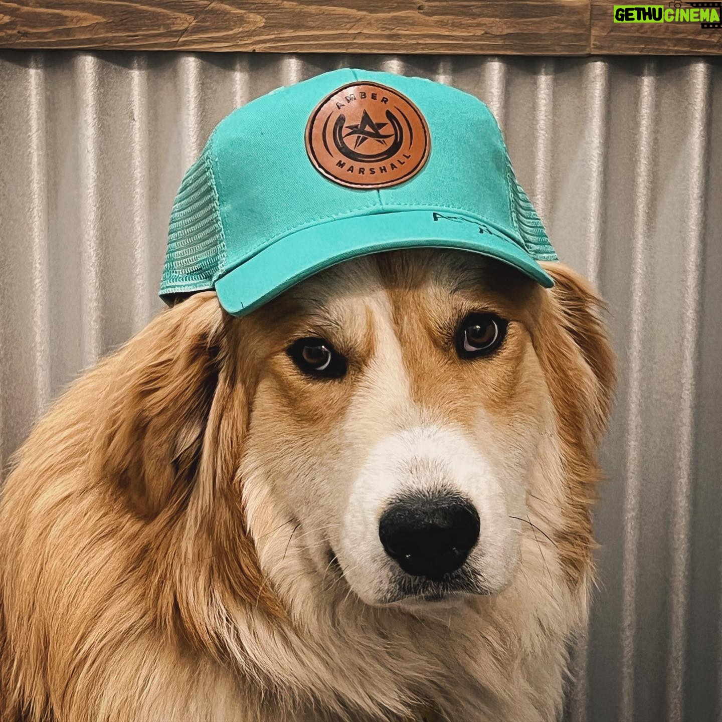 Amber Marshall Instagram - She tells me she’s an Amber Marshall fan… and I believe it. 🥰❤️ #AmbersDogAutumn