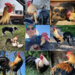 Amber Marshall Instagram – This week I decided to go with my main man of the chicken coop for my #MarshallSundayStory please put your hands together for, Phoenix the rooster. 

Phoenix is not just any ordinary rooster. Not only has he travelled across the country to star in a commercial, but he also has spent far more time living inside our home than your average farmyard bird. Phoenix was one of many chicks that I purchased in the spring of 2019. Being smaller in size, he was instantly targeted by the flock and picked on. One day, I went out to find him badly beaten by the other members of the coop. I scooped him up and decided that he needed to come spend some time in the house recovering. He became so comfortable in the house and friendly with us, he stayed far past his welcome. Over the next couple years Shawn and I moved and started building at our new property. We didn’t have a barn or a chicken coop so again, Phoenix (who at the time was the only bird we had) made himself at home, living in our little cabin. He would wander around the yard during the day, and in the nice summer months would sleep on our front porch. 

When winter came I set up an area for him in the cabin… but for those who have been around roosters, know that their early morning crowing can be deafening. We soon put a stop to this as our cabin is only one room and it echoed quite loudly each morning. 

By this time our barn was nearly finished anyway so I moved him to his own spot out there and purchased 4 Americana (a breed of laying hen) chicks to keep him company. 

Phoenix has been around for five years now and is definitely the king of his castle now. His 4 ladies are still doing well and we have since built them a coop of their own. This rooster has been more than just a bird to us and I thank him for being such a special member of our family. 

#AmbersRoosterPhoenix To view more Animal Stories click #MarshallSundayStory