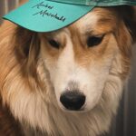 Amber Marshall Instagram - She tells me she’s an Amber Marshall fan… and I believe it. 🥰❤️ #AmbersDogAutumn
