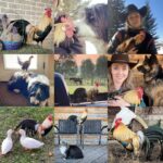 Amber Marshall Instagram – This week I decided to go with my main man of the chicken coop for my #MarshallSundayStory please put your hands together for, Phoenix the rooster. 

Phoenix is not just any ordinary rooster. Not only has he travelled across the country to star in a commercial, but he also has spent far more time living inside our home than your average farmyard bird. Phoenix was one of many chicks that I purchased in the spring of 2019. Being smaller in size, he was instantly targeted by the flock and picked on. One day, I went out to find him badly beaten by the other members of the coop. I scooped him up and decided that he needed to come spend some time in the house recovering. He became so comfortable in the house and friendly with us, he stayed far past his welcome. Over the next couple years Shawn and I moved and started building at our new property. We didn’t have a barn or a chicken coop so again, Phoenix (who at the time was the only bird we had) made himself at home, living in our little cabin. He would wander around the yard during the day, and in the nice summer months would sleep on our front porch. 

When winter came I set up an area for him in the cabin… but for those who have been around roosters, know that their early morning crowing can be deafening. We soon put a stop to this as our cabin is only one room and it echoed quite loudly each morning. 

By this time our barn was nearly finished anyway so I moved him to his own spot out there and purchased 4 Americana (a breed of laying hen) chicks to keep him company. 

Phoenix has been around for five years now and is definitely the king of his castle now. His 4 ladies are still doing well and we have since built them a coop of their own. This rooster has been more than just a bird to us and I thank him for being such a special member of our family. 

#AmbersRoosterPhoenix To view more Animal Stories click #MarshallSundayStory