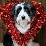 Amber Marshall Instagram – ❤️ Happy Heart Day!!! ❤️

#WhoWoreItBetter #KyrasDogBreezy #AmbersDogAutumn #AmbersDogRein #Valentines #BeMine #DogsOfInstagram