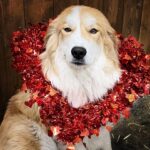 Amber Marshall Instagram – ❤️ Happy Heart Day!!! ❤️

#WhoWoreItBetter #KyrasDogBreezy #AmbersDogAutumn #AmbersDogRein #Valentines #BeMine #DogsOfInstagram