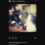 Amber Marshall Instagram - I recently passed the 1 Million followers mark on Instagram and it got me thinking about the content I’ve posted over the past 11 years… I have never been big on “selfies,” or photos of what I’m up to, but I do love sharing my farm, and the animal friends that adopt this space with us. The very first post I made on this account back in December 2012 was of our cat “Turner Valley” curled up on my bed. 📸 I had Shawn take this photo of me with her today to give an honourable mention to this sweet old kitty. “Turner Valley” was a stray I brought home in June of 2010. Heartland was filming in the town of Turner Valley and there was a litter of kittens born in an old storage shed in town. After confirming with the owners of the property that the cats were in fact strays… I set out on a mission that day to give one a good home. *For anyone out there who’s tried to catch eight-week-old untouched, stray kittens, it can be quite the challenge!! They are feisty little things and put up a good fight. After obtaining some thick leather gloves from our costume department I set out with a towel and was able to grab this little black and white hissing ball of fluff. I named her after the town she was born in, and took her home to begin gaining her trust. Turner has never been a cuddly cat, and prefers the company of dogs to humans or other cats, but for 14 years she has had a warm bed to sleep in and a full tummy. Her best friend was our old shepherd, Remi (yes from Heartland) who we brought home the same summer. They bonded instantly and Turner would always be the first to run to Remi and greet her, rubbing all over her and purring loudly. As soon as Remi found a good place to take a nap, Turner was there cuddled beside her. (Story too long for this post and continued in comments) Thanks for reading this #MarshallSundayStory! Any requests for next weeks Animal Story? 😊 To see more photos and posts of Miss Turner Valley scroll through or click here: #AmbersCatTurner