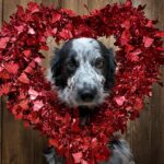 Amber Marshall Instagram – ❤️ Happy Heart Day!!! ❤️

#WhoWoreItBetter #KyrasDogBreezy #AmbersDogAutumn #AmbersDogRein #Valentines #BeMine #DogsOfInstagram