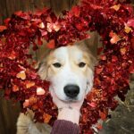 Amber Marshall Instagram – ❤️ Happy Heart Day!!! ❤️

#WhoWoreItBetter #KyrasDogBreezy #AmbersDogAutumn #AmbersDogRein #Valentines #BeMine #DogsOfInstagram
