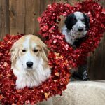 Amber Marshall Instagram – ❤️ Happy Heart Day!!! ❤️

#WhoWoreItBetter #KyrasDogBreezy #AmbersDogAutumn #AmbersDogRein #Valentines #BeMine #DogsOfInstagram