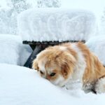 Amber Marshall Instagram - Merry Christmas! When I went to bed last night, the ground was bare and the sound of gentle rain on the tin roof soothed me into a deep sleep. When I woke up… we had to dig ourselves out of the house… over 18” of snow in 8 hours…. CRAZY! Oh and did I mention it’s May 1st tomorrow?!? 😆 #AlbertaWeather #Springtime #AprilShowersBringMaySnow #AmbersDogAutumn