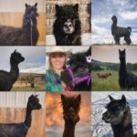 Amber Marshall Instagram – #MarshallSundayStory: Last week I told you the story of how my cat Turner came to live with me. This week, (after many requests) we will learn more about #BettyTheAlpaca who lived with us for a decade before she crossed the rainbow bridge. 

It was the summer of 2013 and I was at a ranch with my friend @KatieConnolley looking at some horses that were for sale. There was a lone alpaca there, so asked what her story was. The owner said he didn’t know how old she was, or much about her, as she had been left behind from a previous herd. He then said, “If you want her she’s yours.” 

I had no experience with llamas or alpacas but something about her just made me want to bring her home. She was not tame, and we had to wrangle her into a small pen, then rope and tackle her. I put an old t-shirt over her face to keep her calm, then we lifted her into the backseat of my truck – we hadn’t brought a trailer, so I sat holding her while my friend Katie drove us home (see last photo that was taken when we arrived home). 

I decided to turn her out with my cows so she wasn’t alone, and instantly she loped over to the young calves and started grooming them. She became Nanny Betty from then on. She took her job so seriously she would never let the calves out of her sight. My moma cows began trusting Betty, and would leave their calves with her for hours while they went out further to graze. 
Over the years Betty really warmed up to me. She even learned how to be haltered and walk nicely while being led. I miss Betty, as do my cows, and I’m not sure I will ever find another alpaca like her. ❤️

🦙 Story too long for this post, I have continued in the comments. 

See more of Betty on Instagram here: #BettyTheAlpaca
