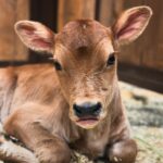 Amber Marshall Instagram - Welcome to the herd little one! 🐮 My Jersey cow Belle had a beautiful little heifer (girl) last night. Both mom and baby are doing great. We are going to need a name! Any suggestions? #AmbersJerseys #AmbersCows 🐮