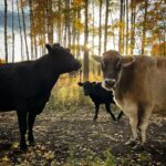 Amber Marshall Instagram - Cow Saturday!! All the girls are back home now! Shawn and I went and picked up our Jersey cows today, as well as our beef cows who were out with their boyfriends for the past couple months. Everyone seemed happy to see one another and quickly settled back into their spot in the herd. 🐮 Don’t forget, tomorrow night is an all new Heartland episode! 🎞️ #AmbersCowLily #AmbersJerseyTuff #AmbersCows