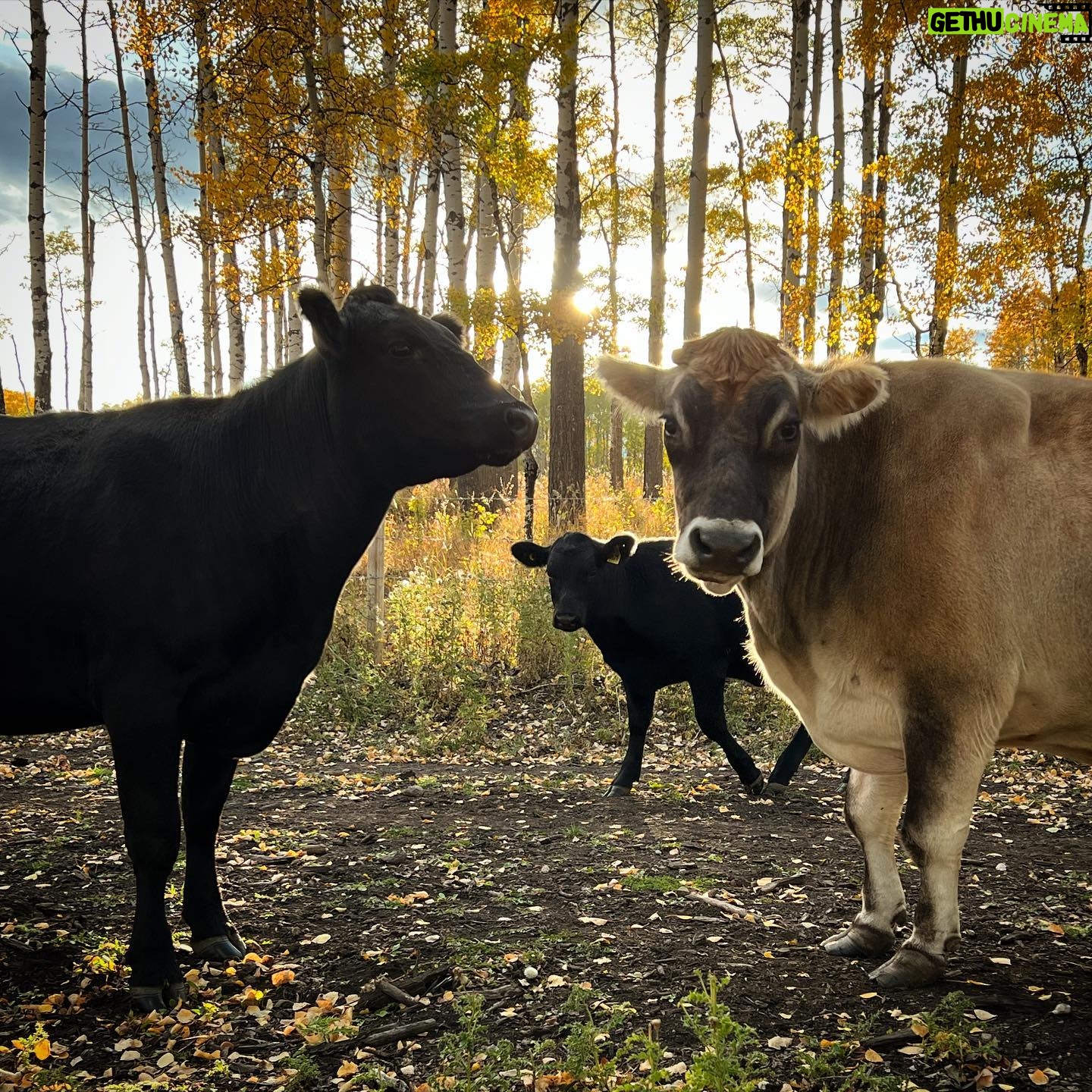 Amber Marshall Instagram - Cow Saturday!! All the girls are back home now! Shawn and I went and picked up our Jersey cows today, as well as our beef cows who were out with their boyfriends for the past couple months. Everyone seemed happy to see one another and quickly settled back into their spot in the herd. 🐮 Don’t forget, tomorrow night is an all new Heartland episode! 🎞️ #AmbersCowLily #AmbersJerseyTuff #AmbersCows