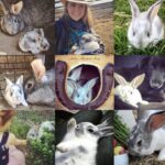 Amber Marshall Instagram – #MarshallSundayStory: 

🐰 Today we honour the life of Mimsy. This Flemish Giant mix was born on our farm in the spring of 2015. Mimsy first went to live in the city with my friend Donna, but when he grew too large (and destructive) to be a free roaming house bunny, she brought him back to the farm to live with his sister Strawberry. They had an important job, to keep the grass mowed down in our chicken runs! These two loved their day job and were inseparable for many years. We lost Strawberry last year to natural causes, and I knew Mimsy wasn’t going to go too far behind his sister. Since he was used to having a companion, I decided to bring home a beautiful young Flemish Giant for Mimsy to spend his time with. We called her Raspberry and Mimsy loved her. They would share their snacks and houses and groom each other often. 

Sadly, Mimsy recently decided it was his time to cross the 🌈 bridge to be with his sister. With so much going on, I wasn’t ready to bring a new bunny into our home, but I also didn’t want Raspberry to be lonely. After some thinking about what would be best, I reached out to my friend @GlassMenagerieFarm to see if she would consider adding this sweet girl back into her gang. I am so happy she was accepting of the idea, as Raspberry now gets to live at her birth home and be reunited with her bunny family. 🐰 

See more of Mimsy on Instagram here: #AmbersRabbitMimsy

See more of Raspberry on Instagram at: #AmbersRabbitRaspberry