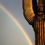 Amber Marshall Instagram – It was a cold and rainy stop in Arizona, but it did make for some pretty pictures! 

🌈
🌵
🌈
🌵
🌈
🌵

#NeverTookMyLongjohnsOff #ThankfulForHotShowers
#itsWarmerinAlbertaNow #DesertRainbow #SaguaroCactus #Arizona #DesertRain #Cactus