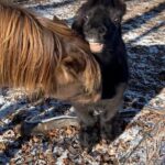 Amber Marshall Instagram - Weather Forecast? Sunshine and fluff☀️🐶🐴