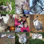 Amber Marshall Instagram – #MarshallSundayStory: 

🐰 Today we honour the life of Mimsy. This Flemish Giant mix was born on our farm in the spring of 2015. Mimsy first went to live in the city with my friend Donna, but when he grew too large (and destructive) to be a free roaming house bunny, she brought him back to the farm to live with his sister Strawberry. They had an important job, to keep the grass mowed down in our chicken runs! These two loved their day job and were inseparable for many years. We lost Strawberry last year to natural causes, and I knew Mimsy wasn’t going to go too far behind his sister. Since he was used to having a companion, I decided to bring home a beautiful young Flemish Giant for Mimsy to spend his time with. We called her Raspberry and Mimsy loved her. They would share their snacks and houses and groom each other often. 

Sadly, Mimsy recently decided it was his time to cross the 🌈 bridge to be with his sister. With so much going on, I wasn’t ready to bring a new bunny into our home, but I also didn’t want Raspberry to be lonely. After some thinking about what would be best, I reached out to my friend @GlassMenagerieFarm to see if she would consider adding this sweet girl back into her gang. I am so happy she was accepting of the idea, as Raspberry now gets to live at her birth home and be reunited with her bunny family. 🐰 

See more of Mimsy on Instagram here: #AmbersRabbitMimsy

See more of Raspberry on Instagram at: #AmbersRabbitRaspberry